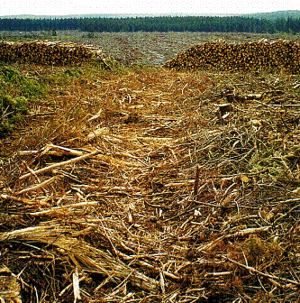 A good brash mat
