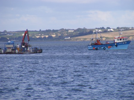 Friends of the Irish Environment - Waterford cockles only 'tip of iceberg'