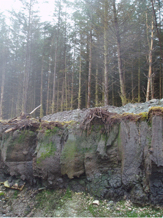 Deep peat