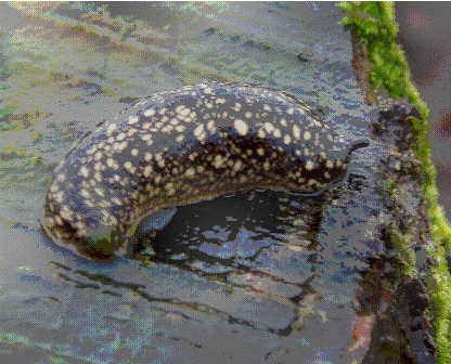 Kerry Slug.